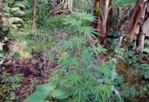 Localizan cultivos ilegales de hoja de coca en el este de Honduras