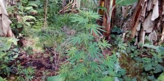 Localizan cultivos ilegales de hoja de coca en el este de Honduras