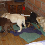 Presentan en NY cargos contra veterinario colombiano que usaba cachorros para traficar heroína