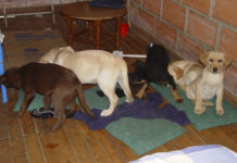 Presentan en NY cargos contra veterinario colombiano que usaba cachorros para traficar heroína