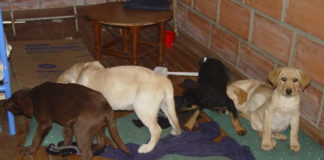 Presentan en NY cargos contra veterinario colombiano que usaba cachorros para traficar heroína