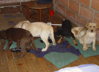Presentan en NY cargos contra veterinario colombiano que usaba cachorros para traficar heroína