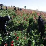 La Policía de Guatemala destruye más de 9,64 millones de matas de amapola