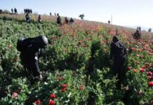 La Policía de Guatemala destruye más de 9,64 millones de matas de amapola