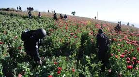 La Policía de Guatemala destruye más de 9,64 millones de matas de amapola