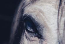 Investigan en Colombia los negocios del hijo de Alejandro Andrade condenado en EEUU por lavado de dinero