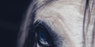 Investigan en Colombia los negocios del hijo de Alejandro Andrade condenado en EEUU por lavado de dinero