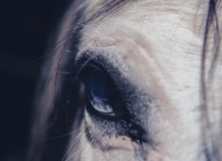 Investigan en Colombia los negocios del hijo de Alejandro Andrade condenado en EEUU por lavado de dinero