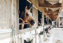 EEUU subastó caballos confiscados a ex tesorero Alejandro Andrade