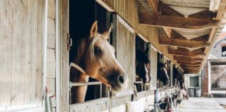 EEUU subastó caballos confiscados a ex tesorero Alejandro Andrade