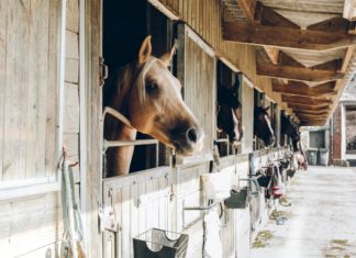 Gobierno de EEUU recupera 1.7 millones de dólares, tras subasta de caballos de Alejandro Andrade Alejandro-Andrade