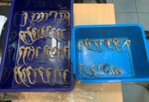 Primera macro operación mundial contra delitos ambientales Caballitos de mar