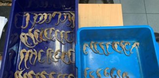 Primera macro operación mundial contra delitos ambientales Caballitos de mar