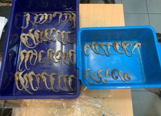 Primera macro operación mundial contra delitos ambientales Caballitos de mar