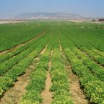 Bandas criminales cobran «vacuna» de 3 a 5 mil dólares a los productores agropecuarios criminales