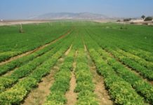 Bandas criminales cobran «vacuna» de 3 a 5 mil dólares a los productores agropecuarios criminales