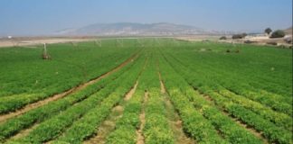 Bandas criminales cobran «vacuna» de 3 a 5 mil dólares a los productores agropecuarios criminales