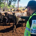 El negocio familiar de contrabando de reses desde Venezuela