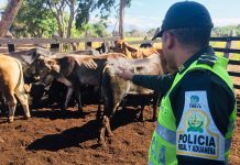 El negocio familiar de contrabando de reses desde Venezuela