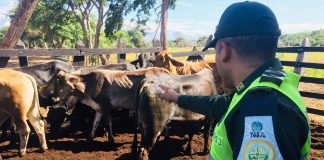 El negocio familiar de contrabando de reses desde Venezuela