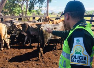 El negocio familiar de contrabando de reses desde Venezuela