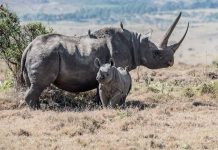 La caza ilegal de animales amenaza la extinción de muchas especies