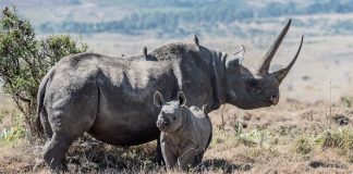 La caza ilegal de animales amenaza la extinción de muchas especies