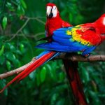 Asesinan a bióloga defensora de las guacamayas rojas en México