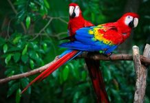 Asesinan a bióloga defensora de las guacamayas rojas en México