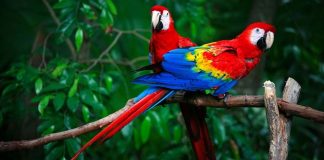 Asesinan a bióloga defensora de las guacamayas rojas en México