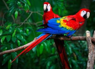 Asesinan a bióloga defensora de las guacamayas rojas en México