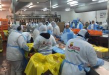 Negocios con Argentina: «Venezuela pagó los pollos más caros del mundo»