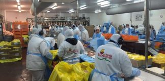 Negocios con Argentina: «Venezuela pagó los pollos más caros del mundo»