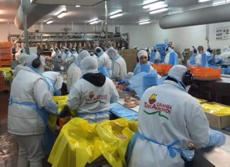 Negocios con Argentina: «Venezuela pagó los pollos más caros del mundo»