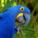 Detienen a banda de tráfico de animales en peligro de extinción