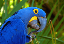 Detienen a banda de tráfico de animales en peligro de extinción