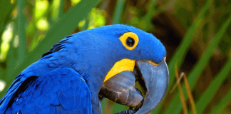 Detienen a banda de tráfico de animales en peligro de extinción