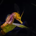 Detienen a ciudadano chino por pesca ilícita de caballitos de mar en Aragua