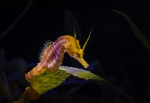 Detienen a ciudadano chino por pesca ilícita de caballitos de mar en Aragua