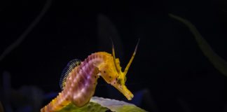 Detienen a ciudadano chino por pesca ilícita de caballitos de mar en Aragua