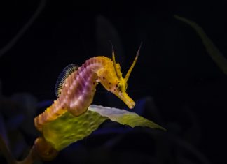 Detienen a ciudadano chino por pesca ilícita de caballitos de mar en Aragua