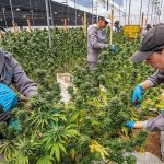 Informe|Banderas rojas para la corrupción en la industria del cannabis