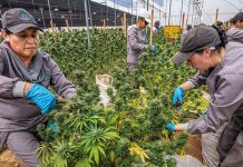 Informe|Banderas rojas para la corrupción en la industria del cannabis