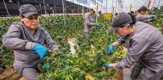 Informe|Banderas rojas para la corrupción en la industria del cannabis