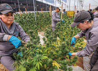 Informe|Banderas rojas para la corrupción en la industria del cannabis