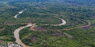 Narcotráfico acentúa deforestación en zona selvática de Panamá