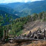 Estudio | El narcotráfico causa 30% de la deforestación en Centroamérica