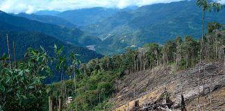 La Amazonía perdió 8% de su territorio en 18 años por deforestación