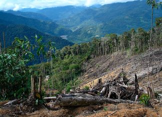 Estudio | El narcotráfico causa 30% de la deforestación en Centroamérica