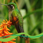 Los delitos ambientales se consideran amenazas para la lucha contra el lavado de dinero